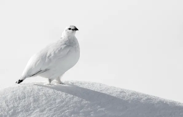 Picture snow, bird, White, Ptarmigan