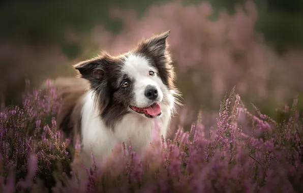 Picture face, dog, Heather, The border collie