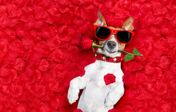 Picture flower, background, rose, photoshop, wet, humor, glasses, lies
