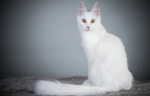 Cat, white, look, background, Angora cat