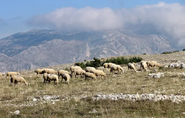 Clouds, mountains, France, sheep, Provence