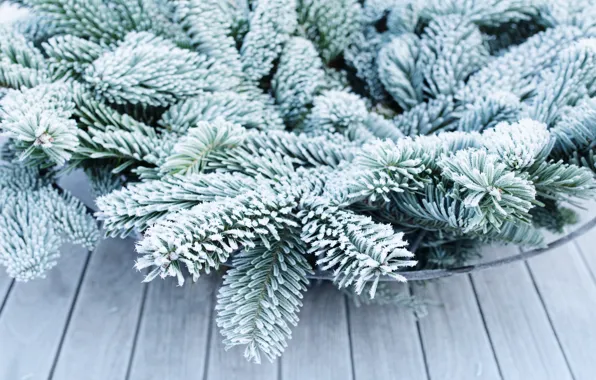 Frost, branches, nature, spruce, needles