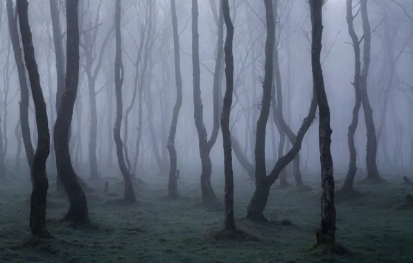 Picture forest, trees, nature, fog, England, England, national Park Peak district, Peak District National Park