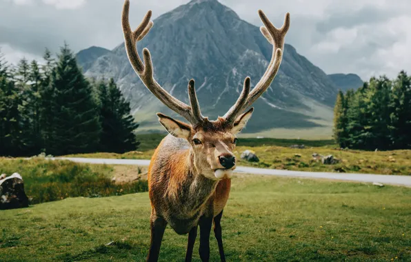 Animal, reindeer, wildlife, andscape, open-field-