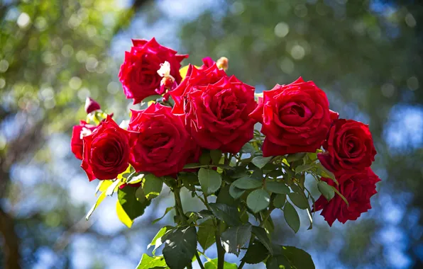 Picture leaves, light, flowers, red, background, bright, roses, bouquet