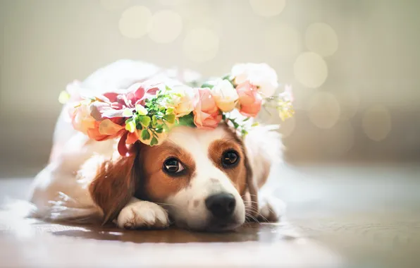 Picture look, dog, face, wreath, bokeh, Kooikerhondje