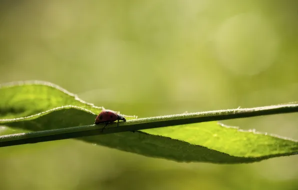 Picture macro, nature, ladybug
