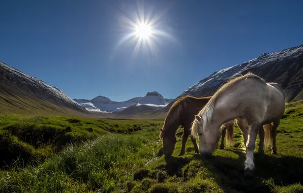 Landscape, mountains, horse, morning