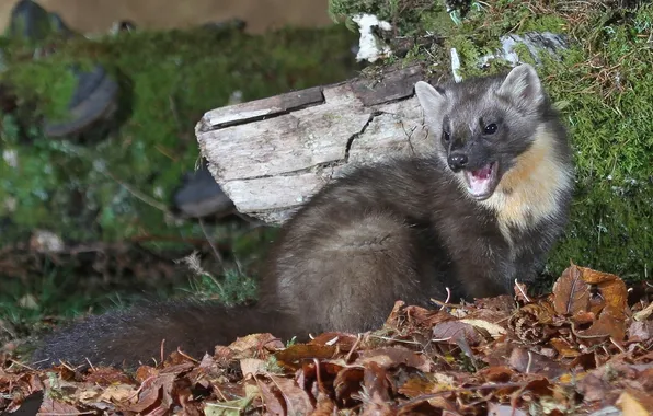 Leaves, animal, marten