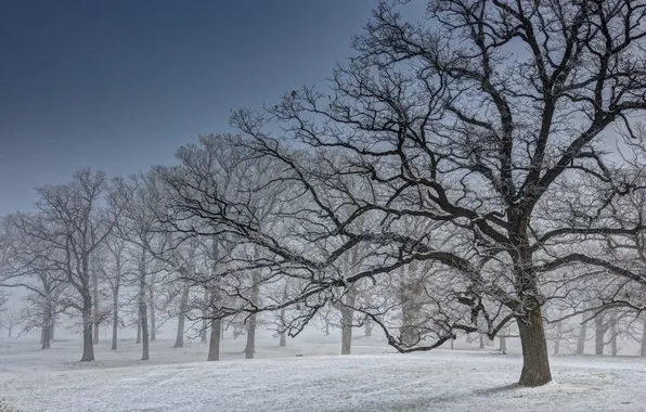 Winter, snow, trees, nature