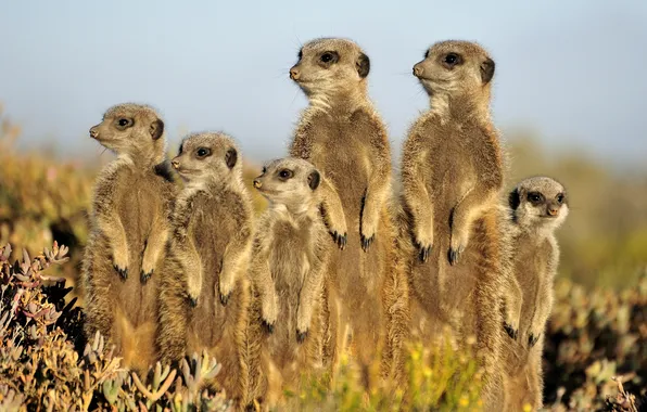 Animals, meerkats, stand, family