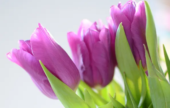 Picture leaves, background, tulips, lilac
