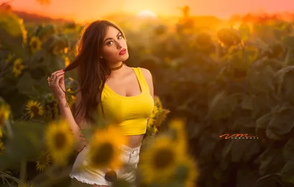 Summer, nature, sunflower, bernadette