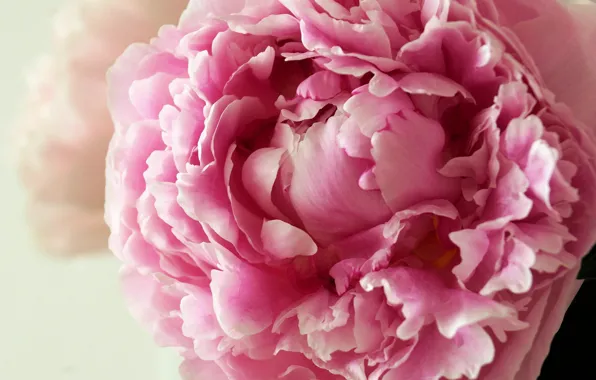 Flower, pink, tenderness, peony