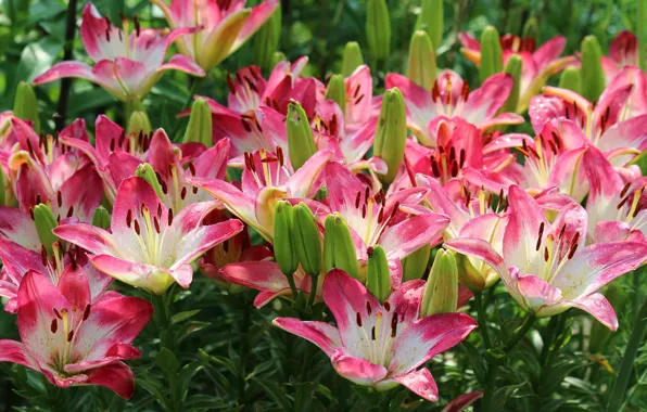 Picture summer, flowers, nature, Lily, beauty, beautiful, flowering, cottage