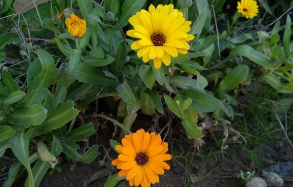 Colors, flowers, flowers