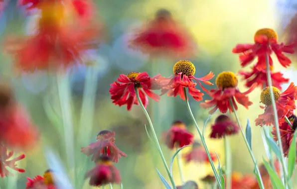 Flowers, blur, garden, red, bokeh, gaylardiya