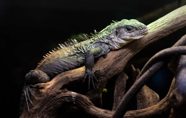 Tree, lizard, snag, black background, green, iguana, reptile