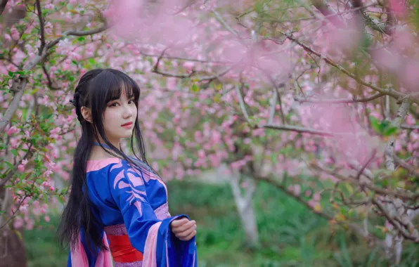 Look, youth, brunette, kimono, Asian, long hair, long hair, cherry blossoms