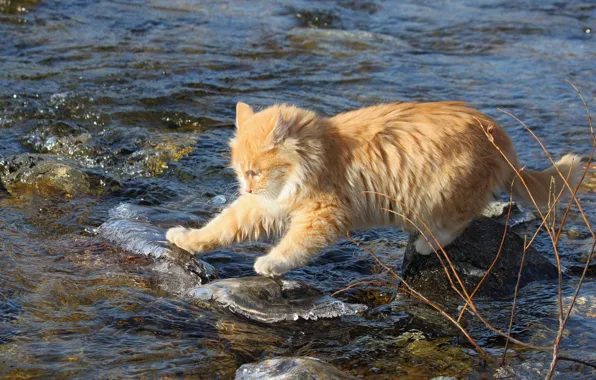 Cat, water, stones, red, fearless, researcher
