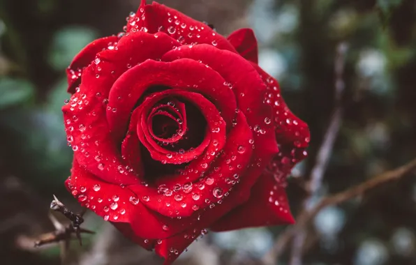 Drops, macro, rose, Bud, red rose