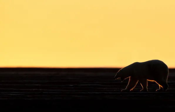 Night, nature, bear