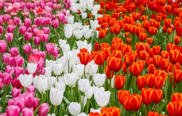 Field, flowers, colorful, tulips, red, pink, white, field
