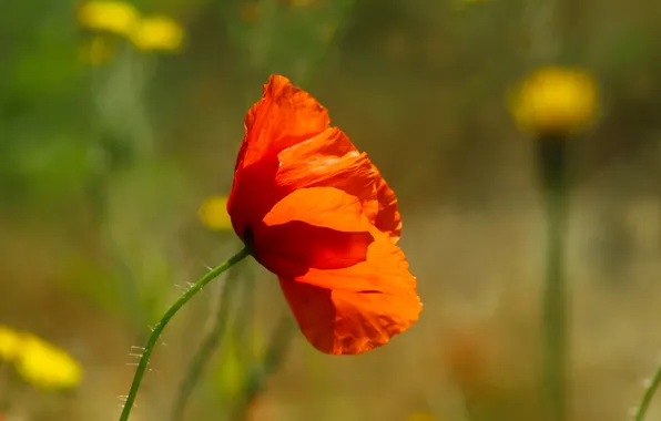 Red, flower, poppy