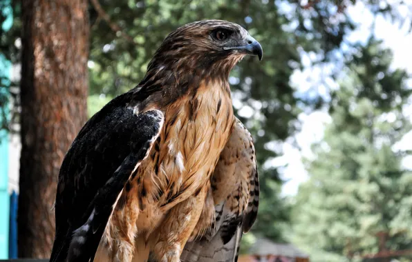 Picture background, bird, blur, profile, Falcon