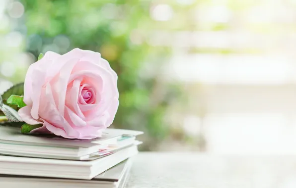 Wallpaper roses, book, buds