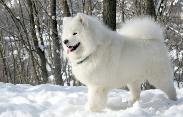 Language, white, snow, trees, background, dog, Samoyed, Samoyed