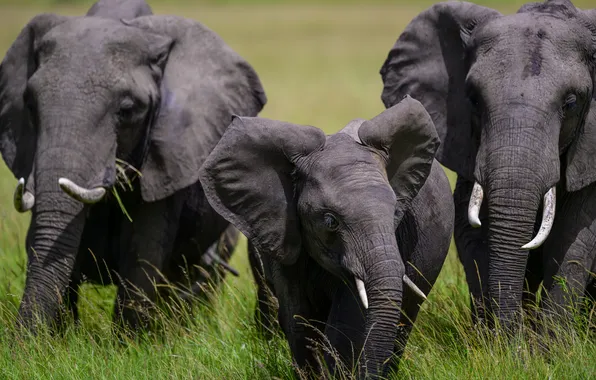 Picture grass, elephants, elephant, Sergey Puponin