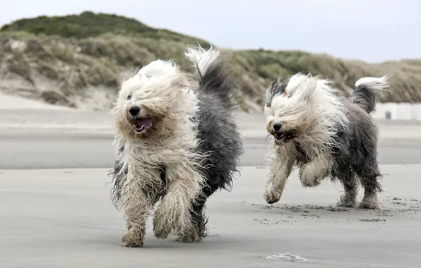Dogs, beach, running