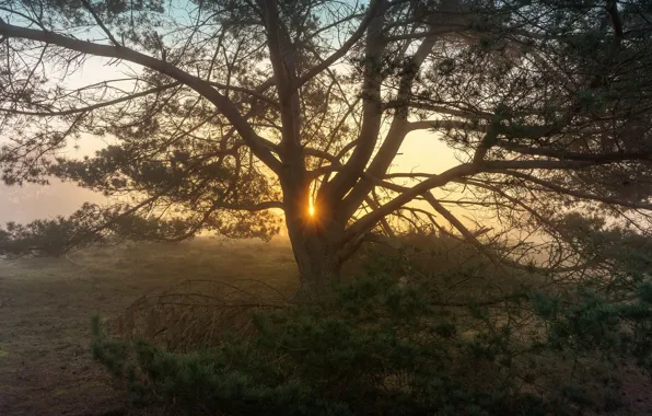 Rays, trees, sunset, branches, fog, dawn, pine, spreading