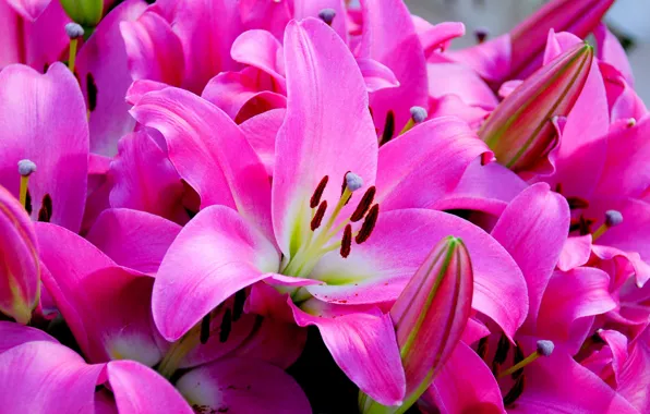 Flowers, Lily, flowering, a lot