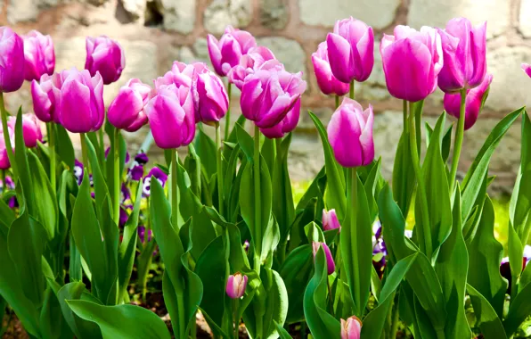 Picture leaves, flowers, spring, garden, stem, tulips, lilac