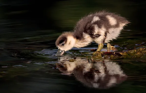Light, reflection, the dark background, duck, duck, chick, pond, duck