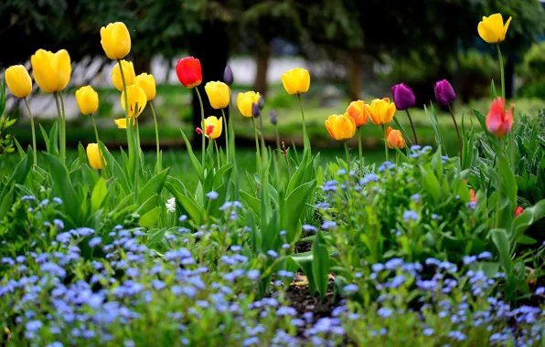 Spring, tulips, flowerbed