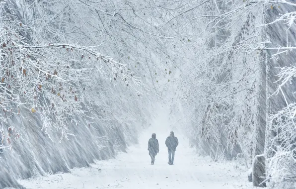 Winter, frost, road, forest, snow, trees, branches, nature