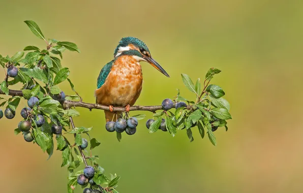 Picture background, bird, branch, plum, Kingfisher, Turn