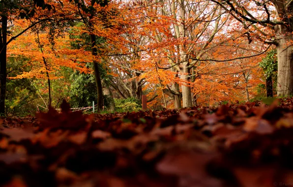 Picture autumn, forest, foliage, colors, forest, Autumn, leaves, fall