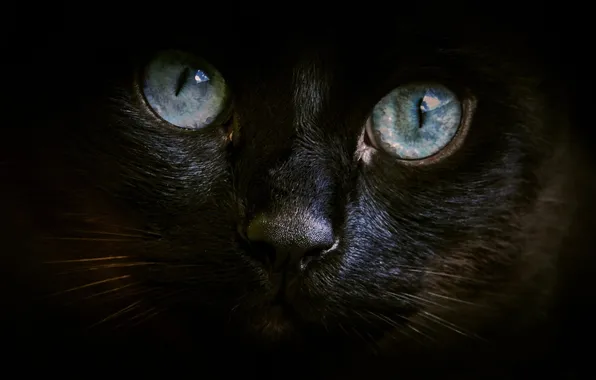 BACKGROUND, LOOK, WOOL, BLACK, The PUPIL, COLOR, FACE, EYES