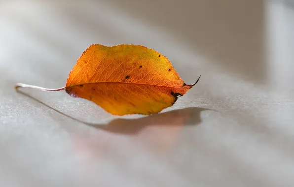 Autumn, leaves, nature