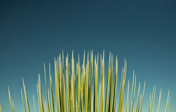 Picture grass, macro, photo, plants, stems, background Wallpaper