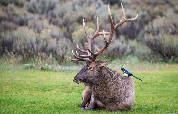 Stay, deer, lies, horns, profile, bird