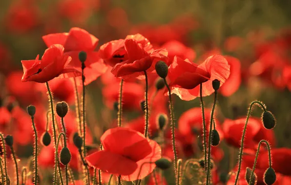 Picture flowers, Maki, Taman