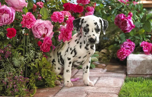 Picture flowers, puppy, Dalmatian