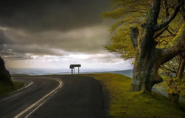 Road, the sky, tree, turn