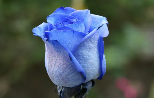 Picture flowers, background, roses, Blue Rose