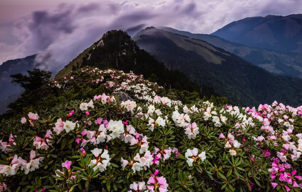 Picture forest, clouds, landscape, flowers, mountains, nature, fog, hills
